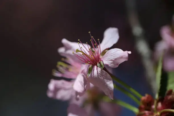 Photo of Sakura Flowers in a Closeup in Helsinki