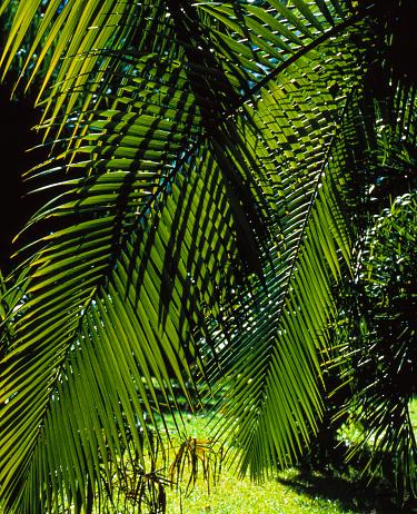 Green palm tree leaves shining with sunlight in Florida