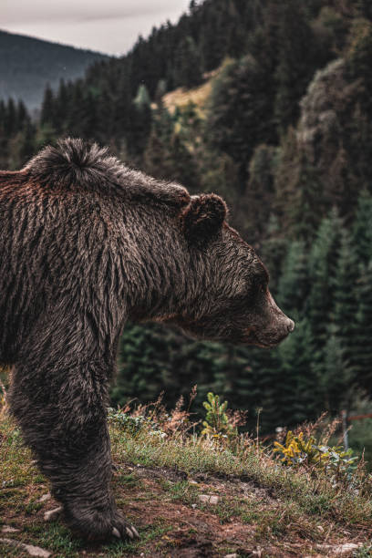 Brown beautiful bear in the forest.  Nature view