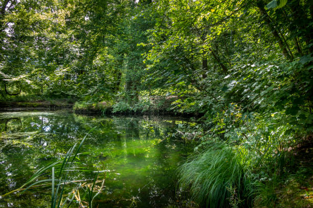 istock Pond in the forest, Bernried, Bavaria, Germany 1444453586