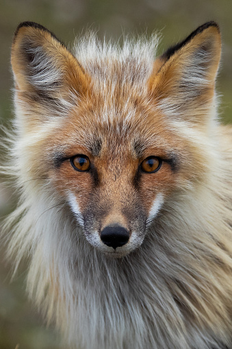 Red fox in the mountains of Italy: European wildlife. The fox has a thinned fur for the upcoming spring season.
