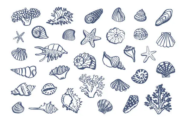 Vector illustration of Shells, corals sea vector illustrations set.