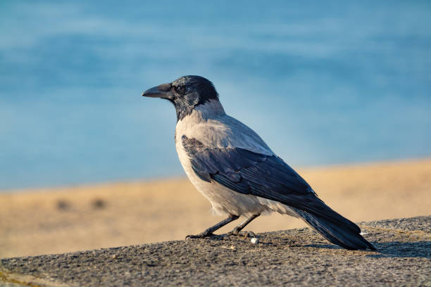 Hooded crow close-up on a sunny day. Corvus is a widely distributed genus of medium-sized to large birds in the family Corvidae stock photo