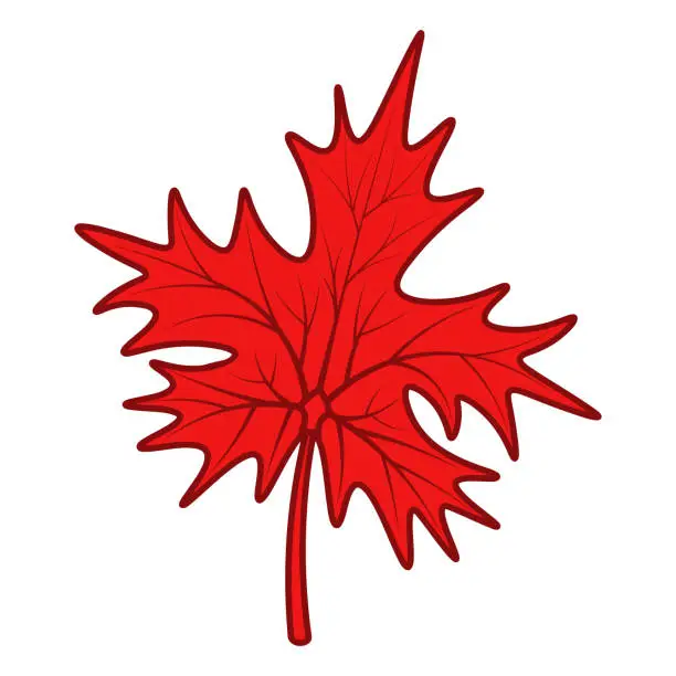 Vector illustration of Maple Leaf. Emblem of Canada. Red part of a tree with veins in cartoon style.