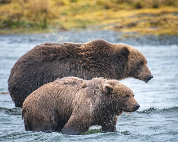 istock Kodiak Bear on Kodiak Island American River Eating dead Salmon 1444457452