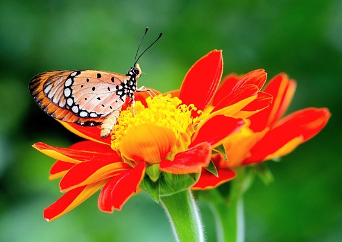 few honeybee and butterfly on lavender flowers in panoramic view