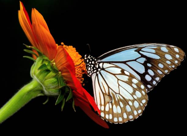 istock Butterfly drinking juice from flower - animal behavior. 1444457645