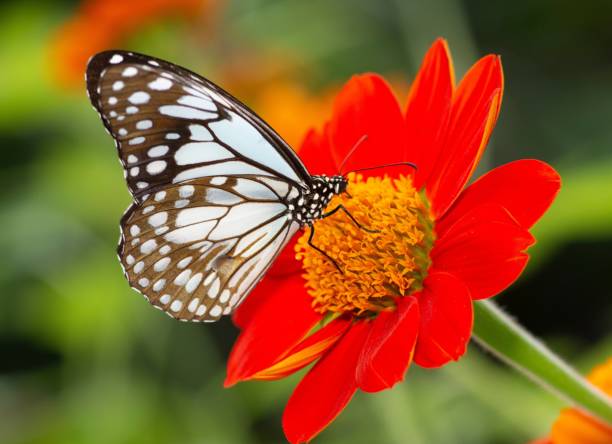 istock Butterfly drinking juice from flower - animal behavior. 1444457654