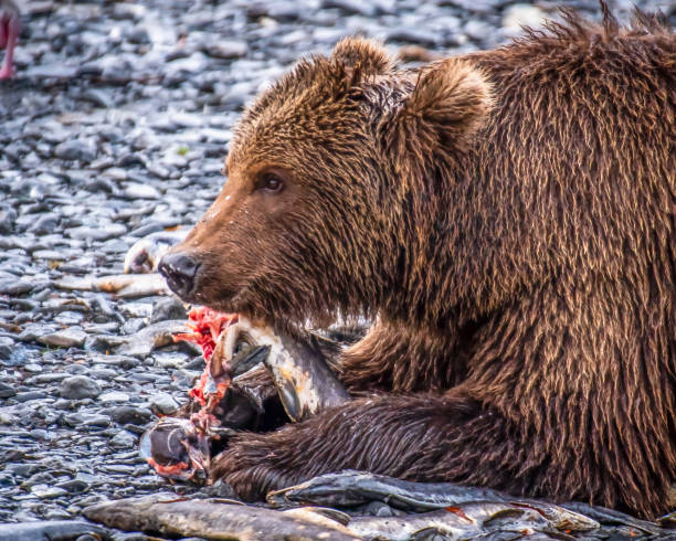 istock Kodiak Bear on Kodiak Island American River Eating dead Salmon 1444457726