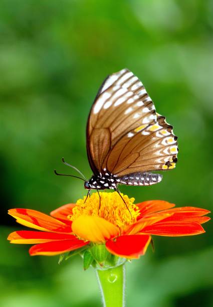 istock Butterfly drinking juice from flower - animal behavior. 1444457867