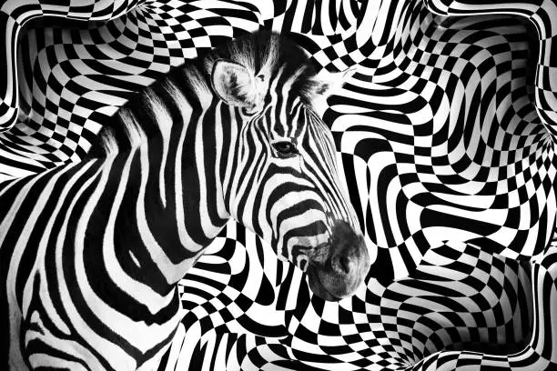 Photo of Zebra on Abstract Black and White Background