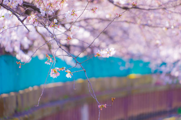 Cherry blossoms along the former Sumiyoshi Shibukawa. Shooting Location: Kawasaki City, Kanagawa Prefecture