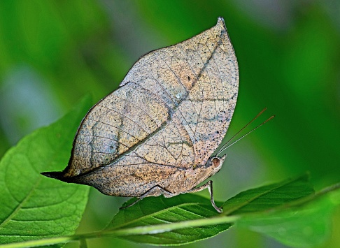 Leaf butterfly (Kallima inachus) on green leaf.