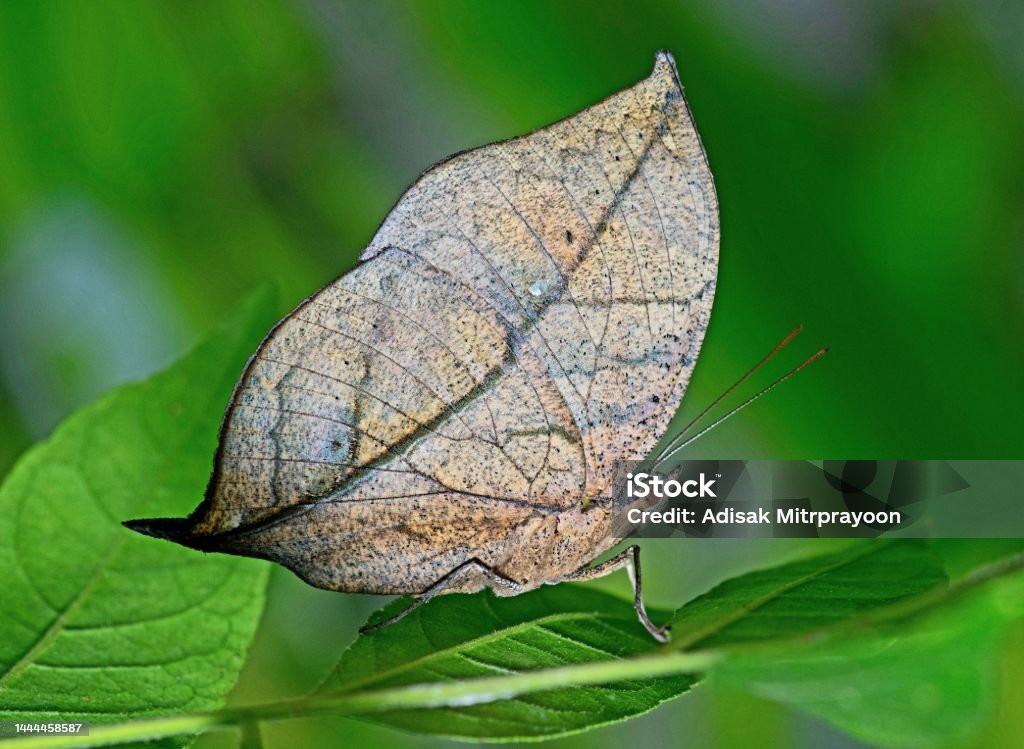 Leaf butterfly (Kallima inachus) on green leaf. Macrophotography Stock Photo