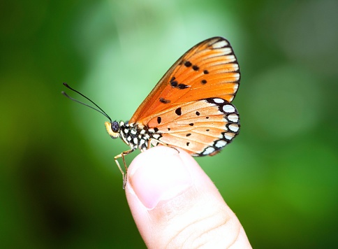 Butterfly on human finger - animal behavior.