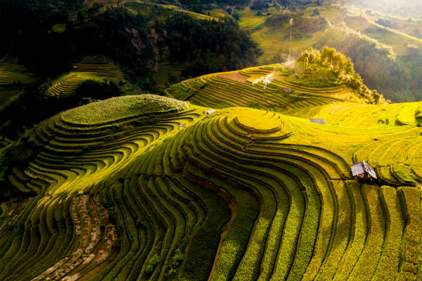 istock Ripe rice season 1444460301