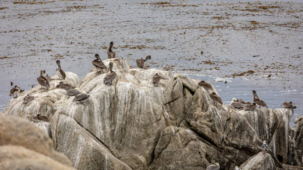 istock Brown Pelicans resting and grooming on a rock 1444460400