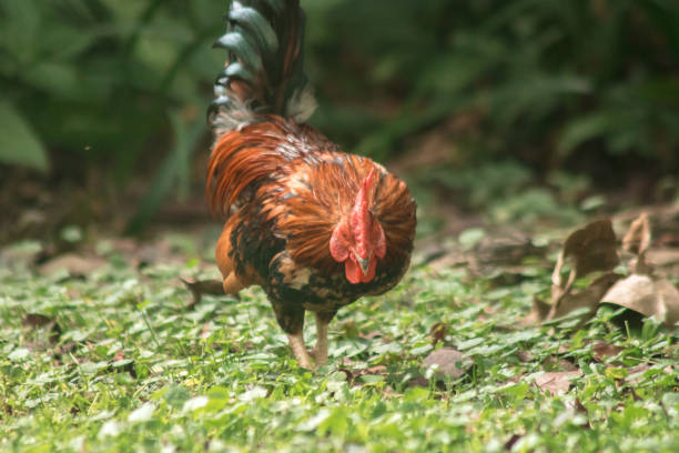 Domestic fowls walk for food on the lawn Domestic fowls walk for food on the lawn, domestic fowls or domestic fowls are two-legged animals, covered with feathers and wings. thick chicks stock pictures, royalty-free photos & images