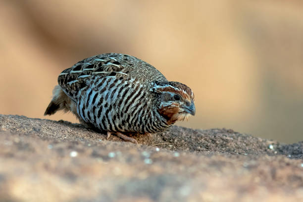 Common Quail Feeding On The Rock