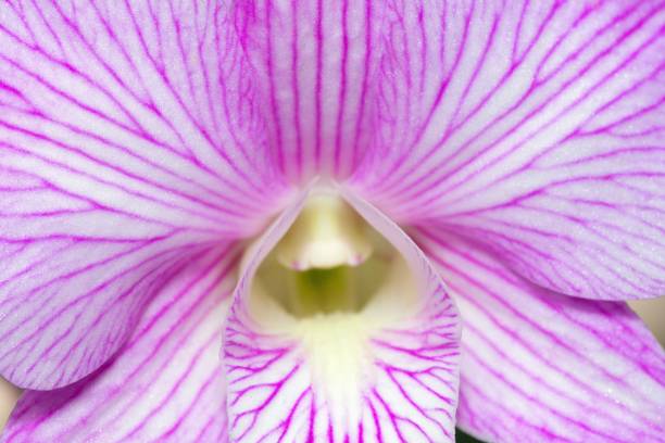 Bright purple orchid with white spot