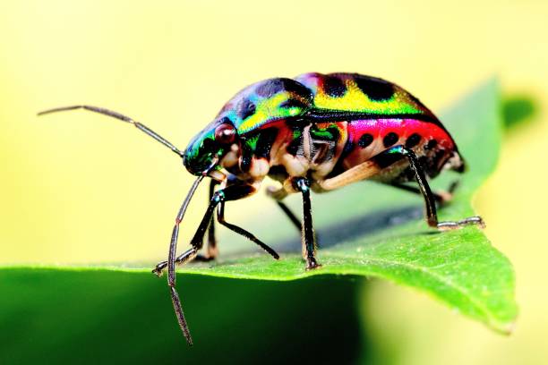 istock Green glitter beetle on leaf - animal behavior. 1444462459