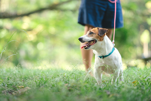 Active lifestyle Man takes a cute dog with leash for walking and run in the park.