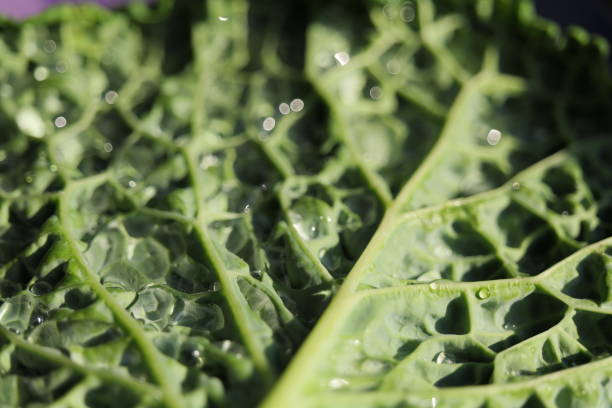 Fractal-like patterned veins of a kale cabbage leaf with water drops