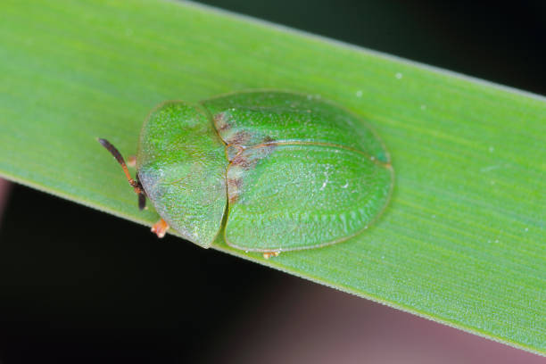 Green Tortoise Beetle - Cassida viridis. A beetle on a grass leaf. Green Tortoise Beetle - Cassida viridis. A beetle on a grass leaf. cassida viridis stock pictures, royalty-free photos & images