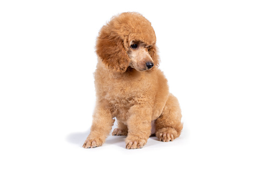 Cute poodle puppy apricot color sitting and looking to the side. Isolated on white background.