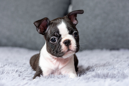 Portrait of a cute little two-month-old Boston Terrier puppy lying on the bed