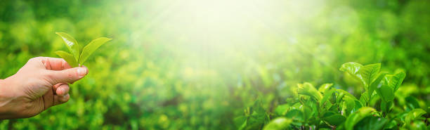 istock Close up leaf of green tea 1444469019