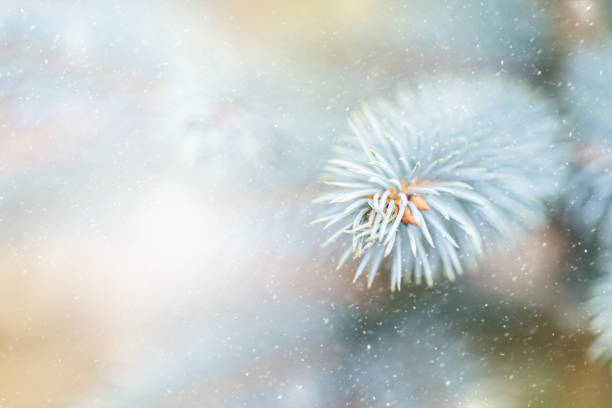 Closeup of Christmas tree background with christmas lights and snowflakes. New year holiday background