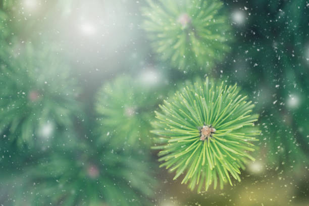 Closeup of Christmas tree background with christmas lights and snowflakes. New year holiday background