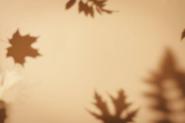 shadows of the maple tree leaves