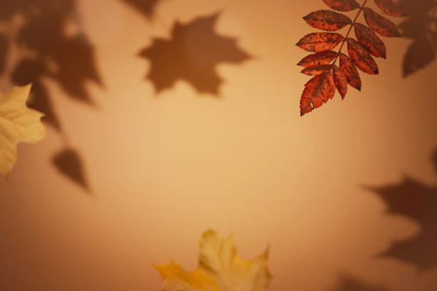 istock shadows of the maple tree leaves 1444469643