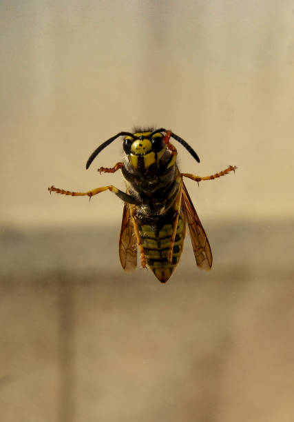 istock European Hornet 1444470012
