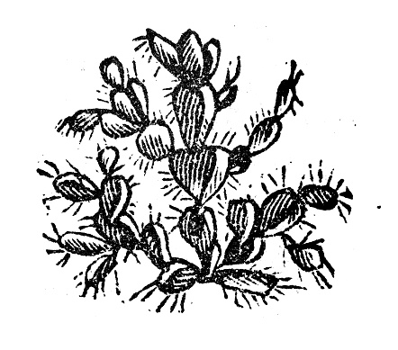 Antique engraving illustration: Cactus