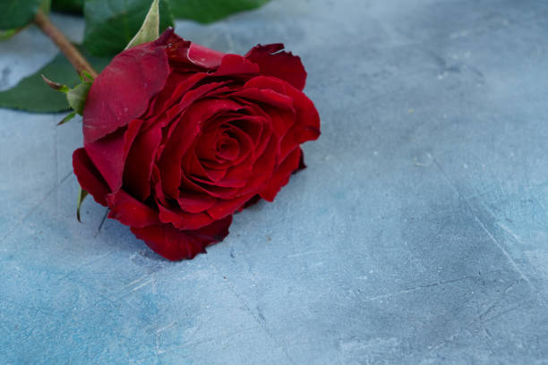 istock Crimson red rose flowers 1444472709