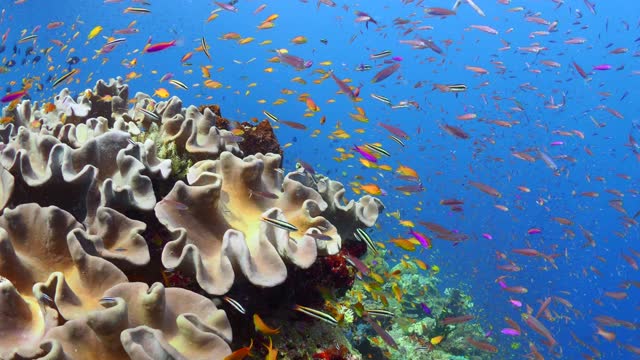 Reef fish swimming above colourful coral reef