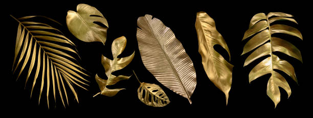 istock Tropical leaves gold and black, can be used as background(Monstera,palm,coconut)fern 1444473369