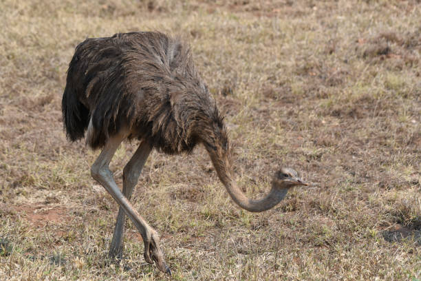 istock Ostrich (Struthio camelus) foraging on the savannah 1444473584