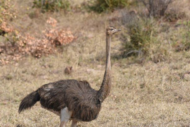 istock Ostrich (Struthio camelus) foraging on the savannah 1444473590