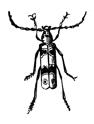 Antique engraving illustration: Longhorn beetle, Cerambycidae