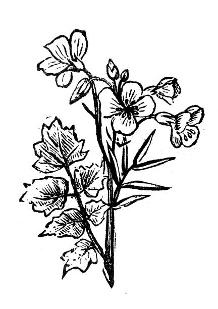 Antique engraving illustration: Cardamine Antique engraving illustration: Cardamine cardamine amara stock illustrations