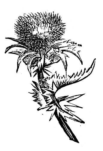 Antique engraving illustration: Cardoon thistle