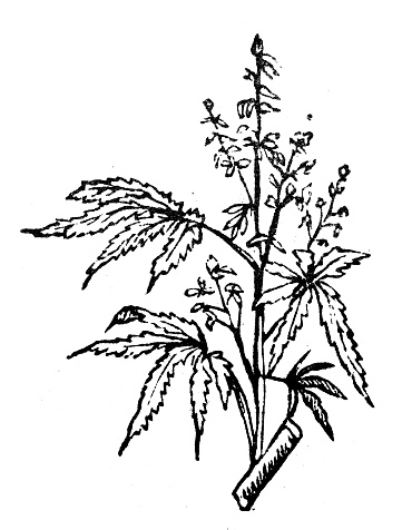 Antique engraving illustration: Cannabis