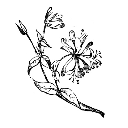 Antique engraving illustration: honeysuckle