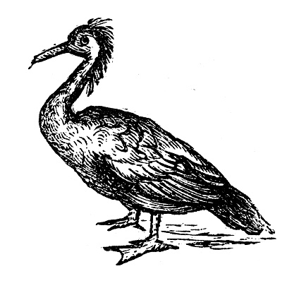 Antique engraving illustration: Cormorant