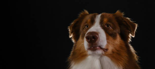 istock Aussie red tricolor. Empty copy space for text or advertising. Horizontal web banner. Studio portrait of brown Australian Shepherd. Thoroughbred dog on dark background head close up with serious face. 1444479223
