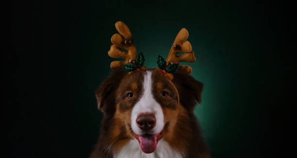 istock Aussie red tricolor, studio portrait on dark green background. Horizontal web banner with copy space. Pet celebrating Christmas. Brown happy Australian Shepherd dog wears reindeer horns on head. 1444479251